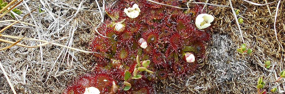 SUNDEW Drosera uniflora